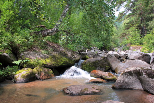 Forest landscape overlooking the mountain river Belokurikha. Altai region. Russia
