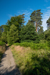Fototapeta na wymiar Woodland walk at Whitley Common, Surrey