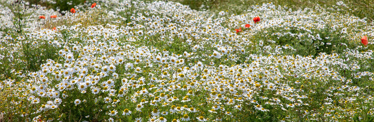 landscape of field of summer flowers