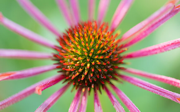 Echinacea Sonnenhut