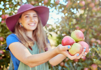 Farmer harvesting juicy nutritious organic fruit in season ready to eat. Closeup of one woman holding freshly picked red and green apples in an orchard farmland outside on a sunny day.
