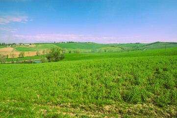 Fototapeta na wymiar Green hills of Tuscany