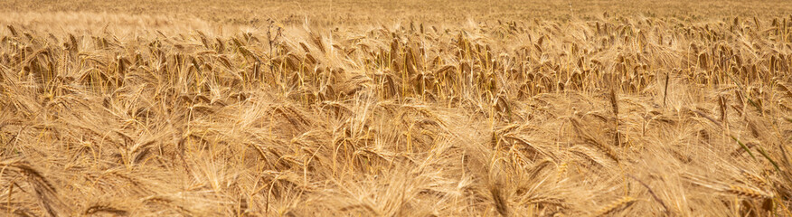 golden wheat field - harvest time