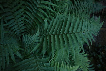 Fototapeta na wymiar Green fern leaves as background