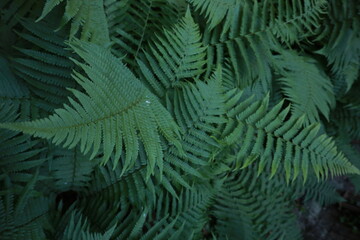 Fototapeta na wymiar Green fern leaves as background