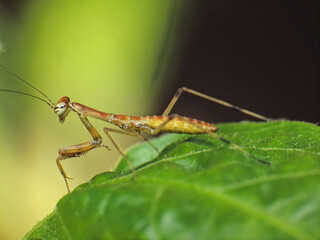 close-up of praying mantis on flower