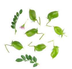 Green chickpeas in the pod with green leaves and flower, isolated on white background. Cicer...