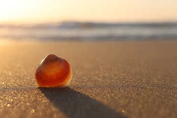 image of sandy summer beach and seashell at sunset light