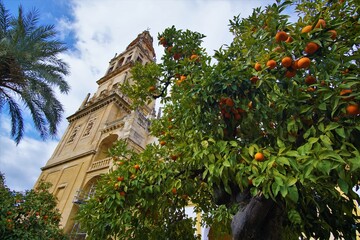 Fototapeta na wymiar Oranges of Spain