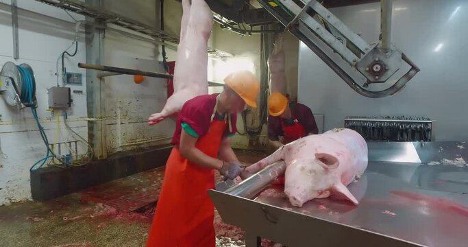 Butchers Manually Pulling Nails From Foot Of Pig Carcass By Special Tool. Butchers Preparing Pig Carcass For Pork Production Line. Butchers Suspending Pig Carcass On Hooks At Meat Slaughterhouse