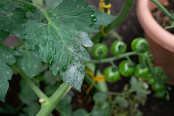 トマトの葉に出たうどんこ病