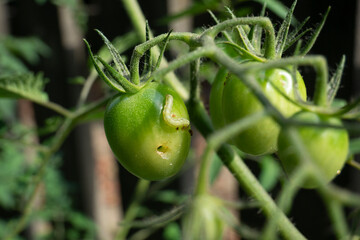 トマトの実の害虫の食害されている虫が実についている写真