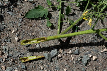 トマトの虫に穴をあけられた茎を切り開いた写真