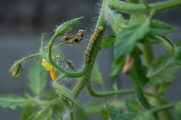 トマトの茎を食べている虫