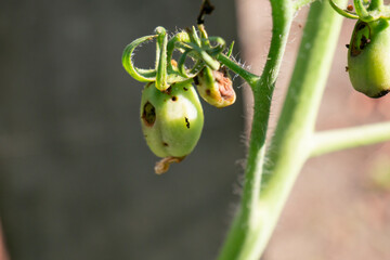 虫に食べられ穴をあけられた小さいトマトの実