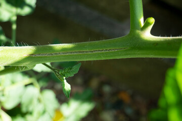 トマトの茎が裂けた