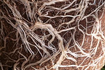 植木鉢から取り出した土の表面いっぱいの根っこ