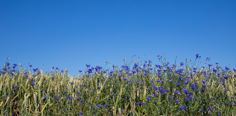 blue sky and grass with blue flowers