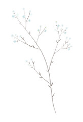 botanical illustartion with small blue flowers, branches and leaves