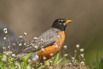 American Robin in a field of wild flowers