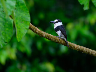 White-necked Puffbird on tree branch against green background 