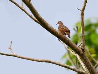 Ruddy Ground Dove on tree branch against sky