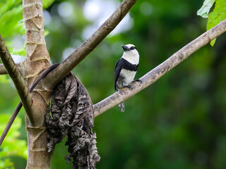 White-necked Puffbird on tree branch against green background 