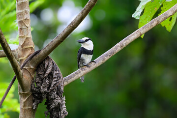 White-necked Puffbird on tree branch against green background 