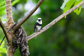 White-necked Puffbird on tree branch against green background 