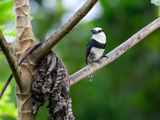 White-necked Puffbird on tree branch against green background 