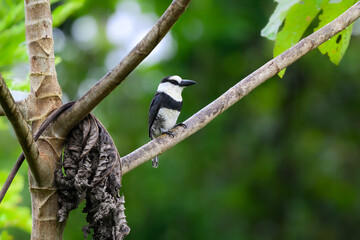 White-necked Puffbird on tree branch against green background 