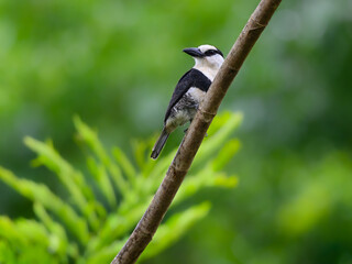 White-necked Puffbird on tree branch against green background 