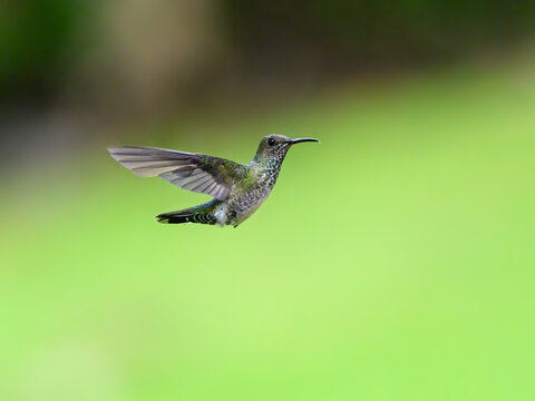 「ジャコバン派」の画像 2,120 件の Stock 写真、ベクターおよびビデオ Adobe Stock