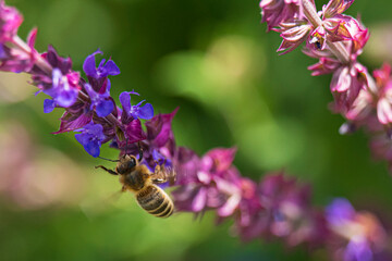 Close-up of a honey bee landing on a lavender blues