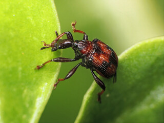 close-up of beetle on leaves