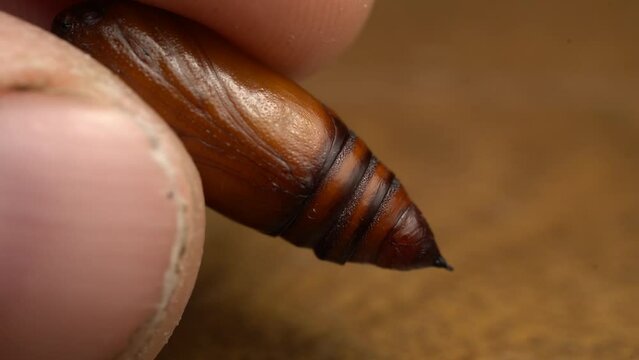Brown Chrysalis Noctuidae Being Held By A Person's Hand. Macro Shot