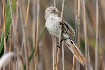 Bearded tit song bird portrait