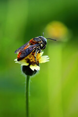 close-up of bee on flower for honey