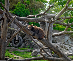 young brown bear pegs to a leafless tree trunk in the animal garden of Skansen in Stockholm, Sweden