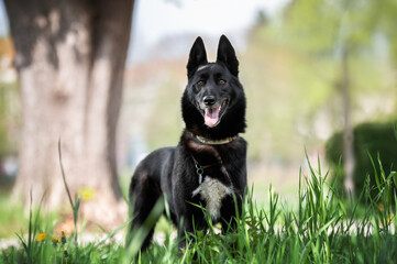Naklejka premium russian european laika dog on the grass