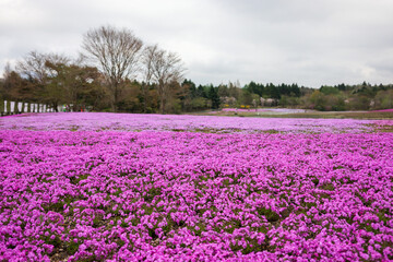 View of Fuji Shibazakura (pink moss) festival with mountain and trees and clouds in blue sky background at Mount Fuji area near lake Motosu in Yamanashi Prefecture, Japan. 