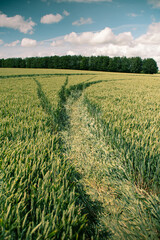 Landscape view of alien crop circle design in corn field, Avebury UK