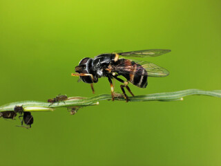 close-up of bee on flower for honey