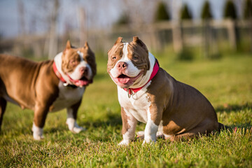 Two Chocolate color American Bully dogs are walking