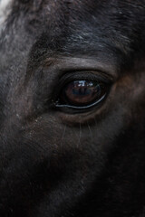 eye of the horse