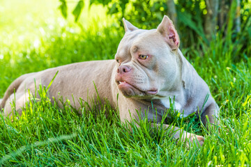 Pocket Lilac color American Bully dog top view outside.