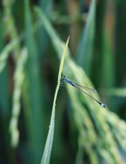 damselflies on green leaf