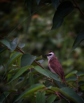 Yellow Vented Bulbul On Tree Branch