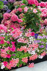 Anual planter with red geranium and purple surfinia