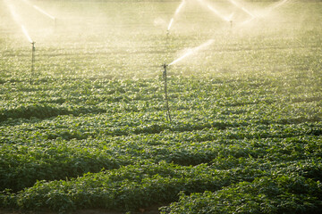Intensive cultivation of the basil plant
